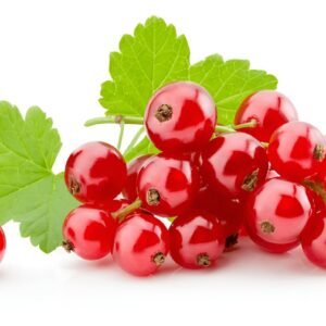 Red currant